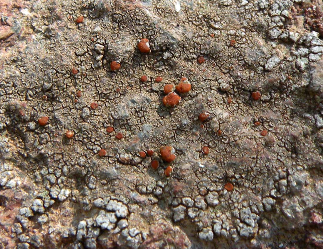 Caloplaca crenularia sensu lato?